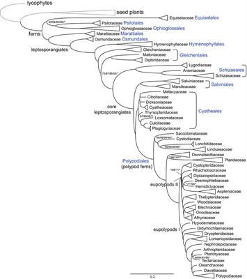 Structural Variation of Plastomes Provides Key Insight Into the Deep Phylogeny of Ferns